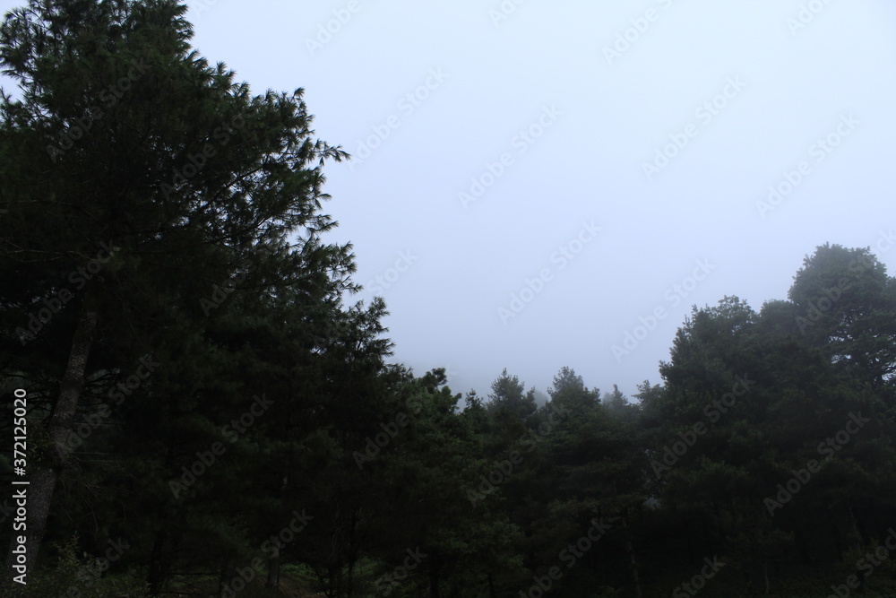 green pine trees with foggy cloudy sky in the Nepal