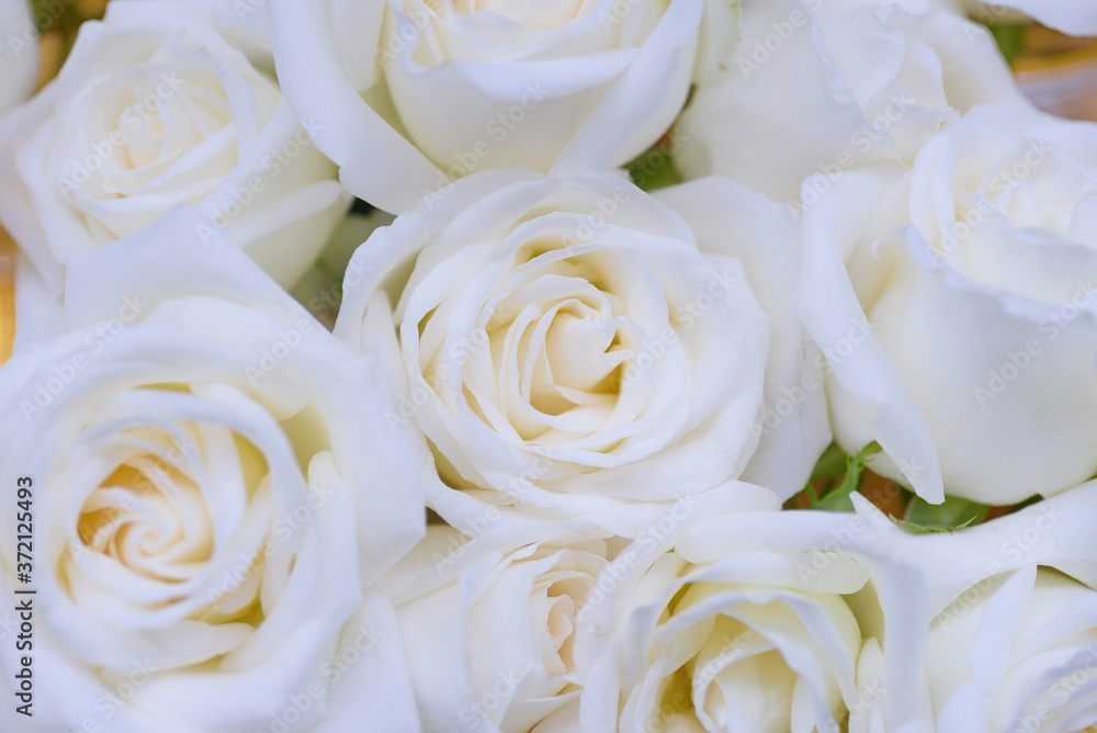 Close up white rose
