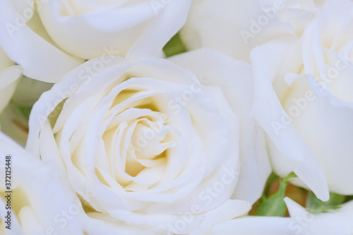 Close up white rose  © waranyu