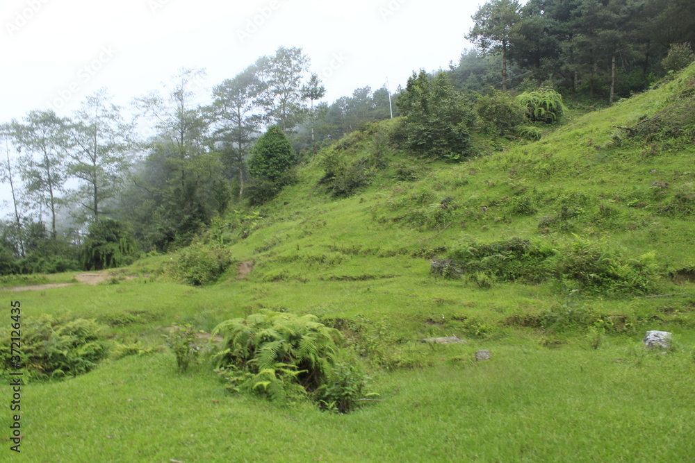 Beautiful grassy land with forests and foggy sky