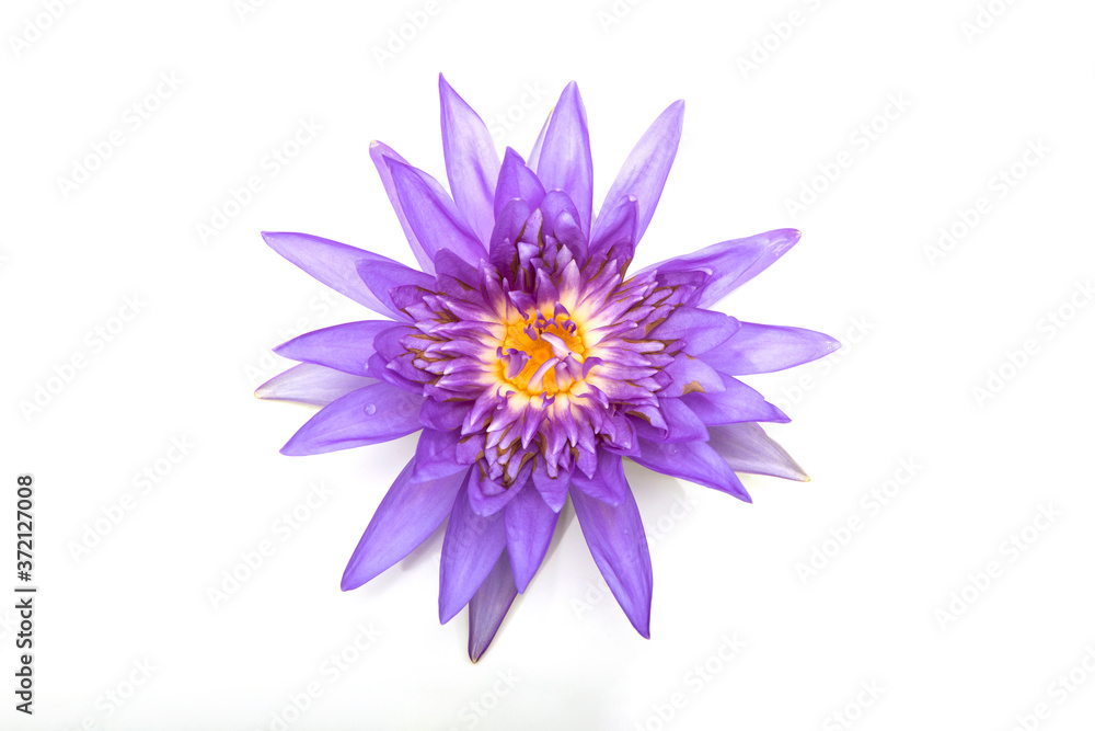 Water lily isolated on white background Water lily isolated on white background