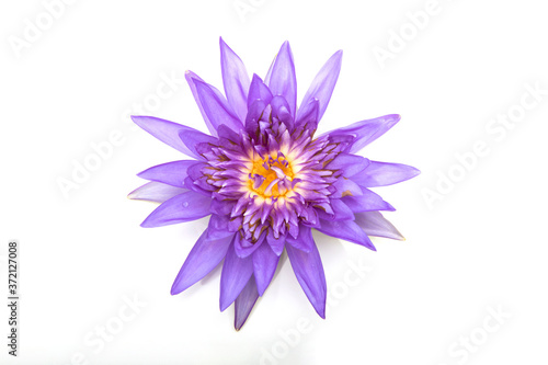 Water lily isolated on white background