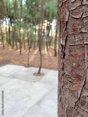 Tree texture