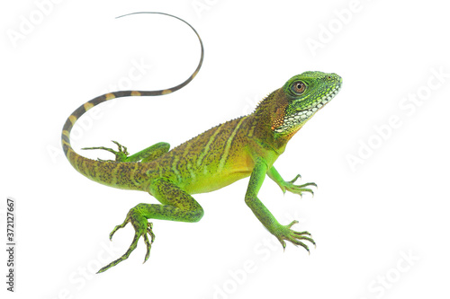 Chinese water dragon  Physignathus cocincinus  on a white background  isolate add clipping path. It is a large lizard. Fresh green body scales It is often found living near streams in Asian forests.