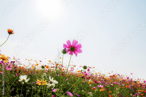 Cosmos in field at sky.