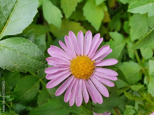 pink dahlia flower in Suumer , Russia  photo