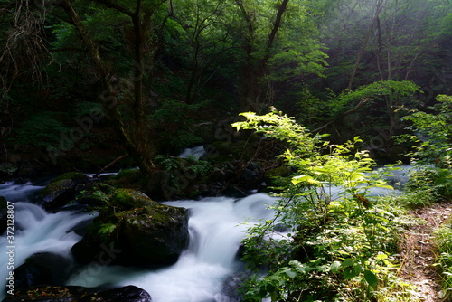夏の緑一杯の森と川の流れ