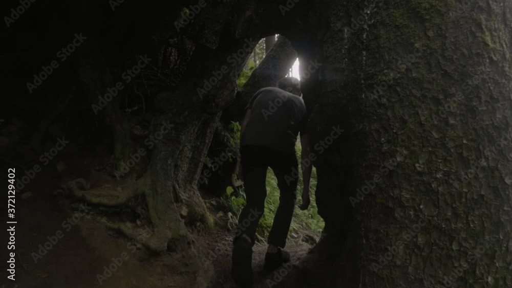 Young white caucasian male hiking walking nature trail in beautiful lush green forest trees going under and through awesome big tree hole tunnel tracking shot slow motion Young white caucasian male hiking walking nature trail in beautiful lush green forest trees going under and through awesome big tree hole tunnel tracking shot slow motion