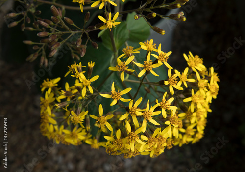 Floral. Closeup view of a Senecio petasitis, also known as Velvet Groundsel, winter blooming flowers. Beautiful golden petals texture. photo