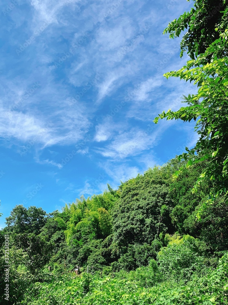 鎌倉の森と空