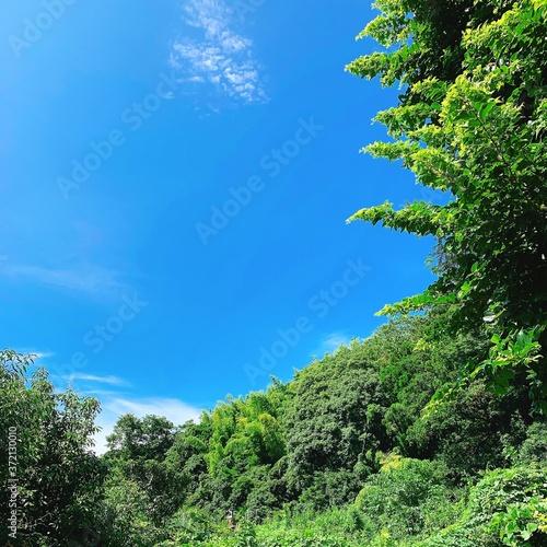 鎌倉の青空と森