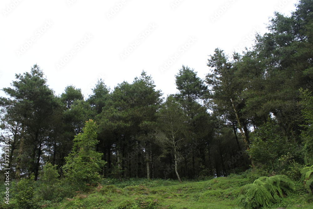 Fototapeta premium Attractive beautiful pine trees forest jungle with cloudy sky and green grassy land