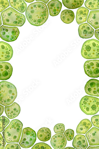 Unicellular green blue algae chlorella spirulina with large cells single-cells with lipid droplets. Watercolor page frame template macro microorganism bacteria cosmetics biological biotech design.