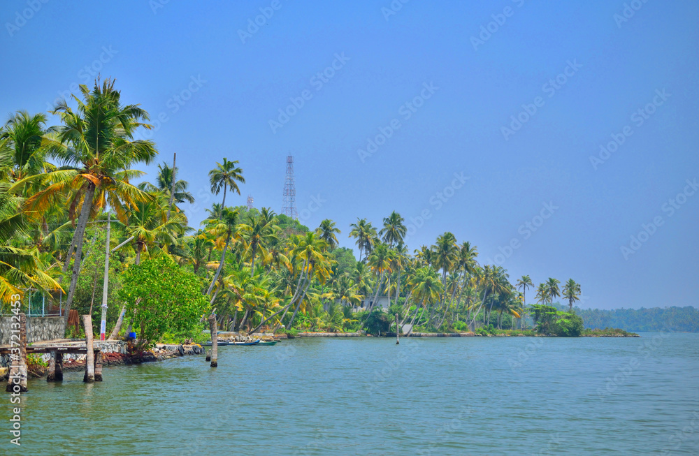 Coconut trees on the banks of backwaters in ashtamudi lake in Kollam, Kerala