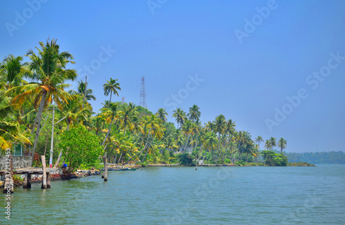 Coconut trees on the banks of backwaters in ashtamudi lake in Kollam, Kerala