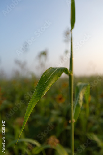 Cornstalk spider web