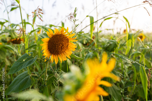 Sunflower field