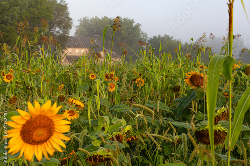 Sunflower farm