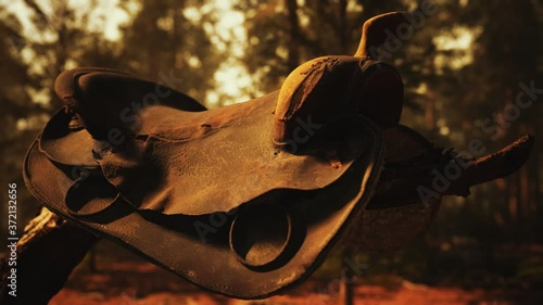 vintage Leather horse saddle on the dead tree in forest at sunset photo