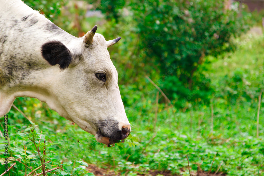 Obraz premium cow grazing on a green meadow. large horned livestock eats the grass. animals close up. Concept of meat products, agriculture, life in nature, organization for the protection of animals