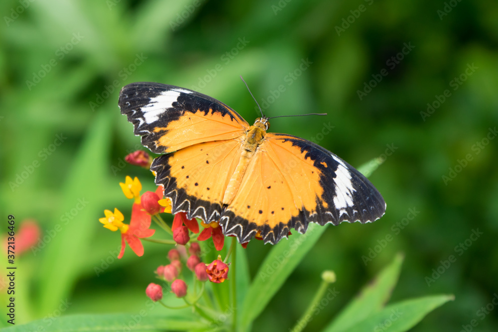 Obraz premium Closeup butterfly on flower