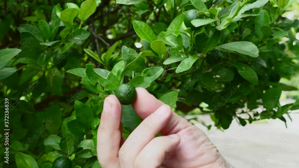 Man Hand Touch a Small Green Lime or Lemon Growing on the Tree. Close-up. Adult Man Hand Touching a Tree Branch with a Citrus Fruits. Outdoor Tropical Garden with Greenery. Healthy Living Concept. Man Hand Touch a Small Green Lime or Lemon Growing on the Tree. Close-up. Adult Man Hand Touching a Tree Branch with a Citrus Fruits. Outdoor Tropical Garden with Greenery. Healthy Living Concept.