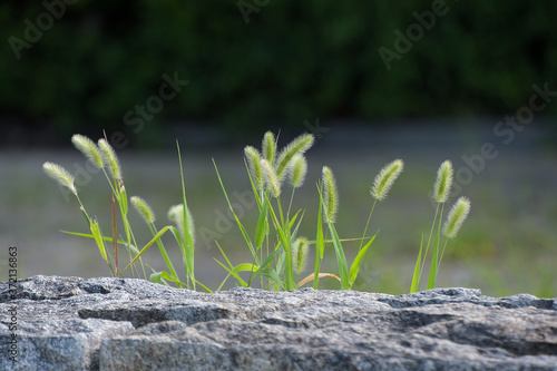 ブラシのように長い穂が独特的なエノコログサ photo