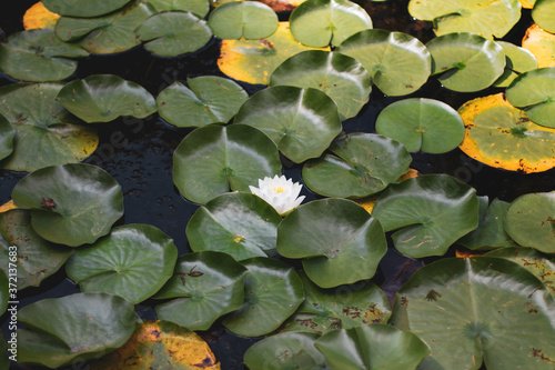 A single white water lily blooms among the lily pads; Nymphaea odorata blooms on a pond