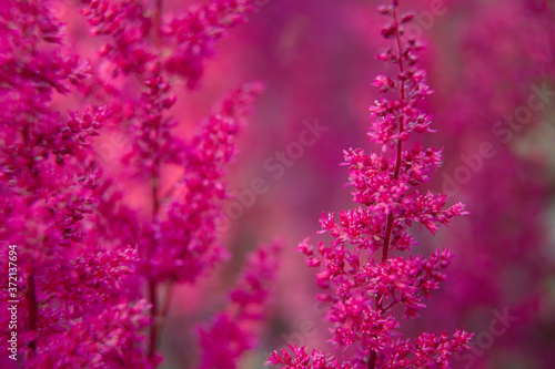 Beautiful summer garden plants