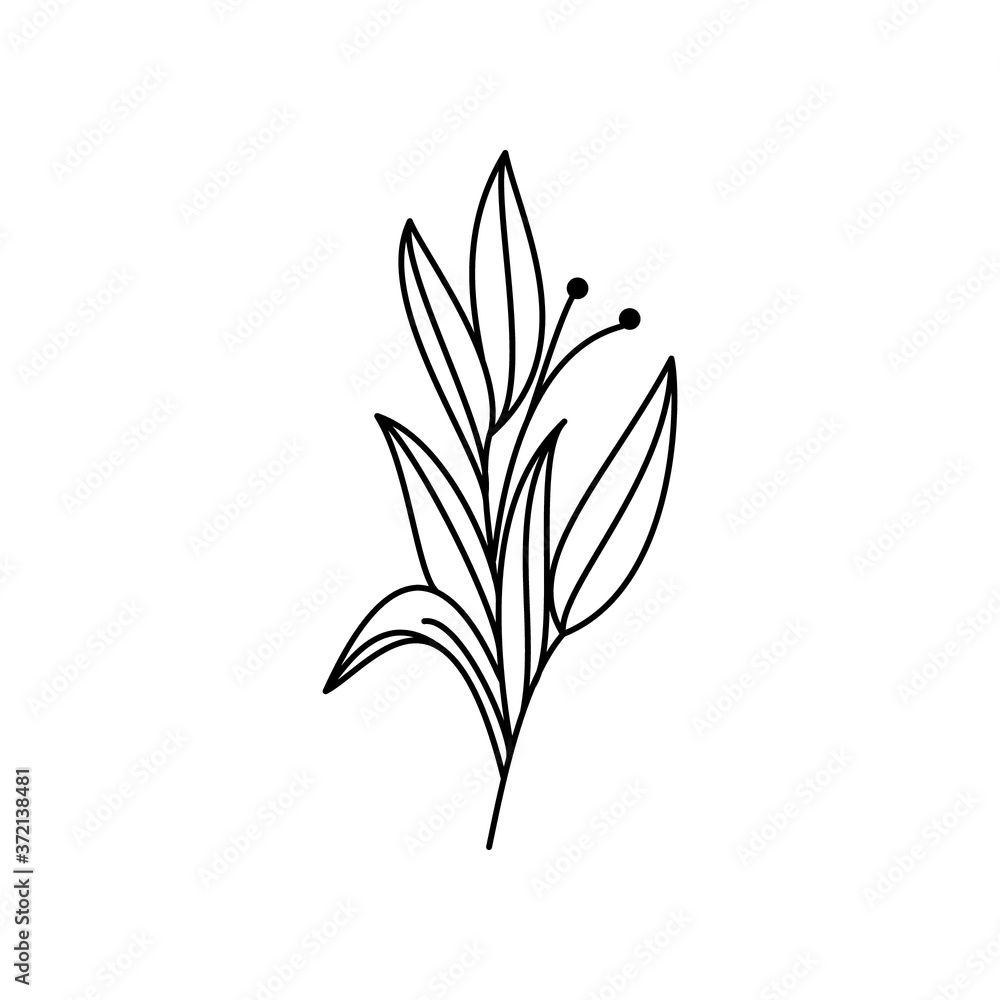 Fototapeta flower vector collection. Free Vectors Background.Line logo flowers.