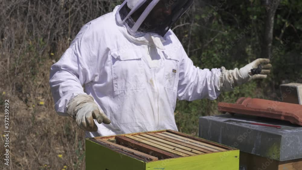 A beekeeper smoke a beehive and pull out a wooden honey frame A beekeeper smoke a beehive and pull out a wooden honey frame