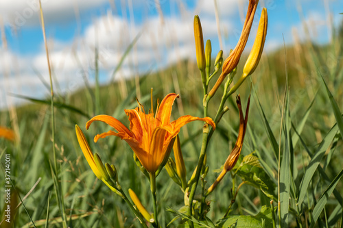 Beautifyl Hemerocallis fulva or green, garden, fresh, orange daylily, roadside day lily. Lovely blossoms and buds found in a green meadow with blue sky and fluffy white clouds in the background. photo