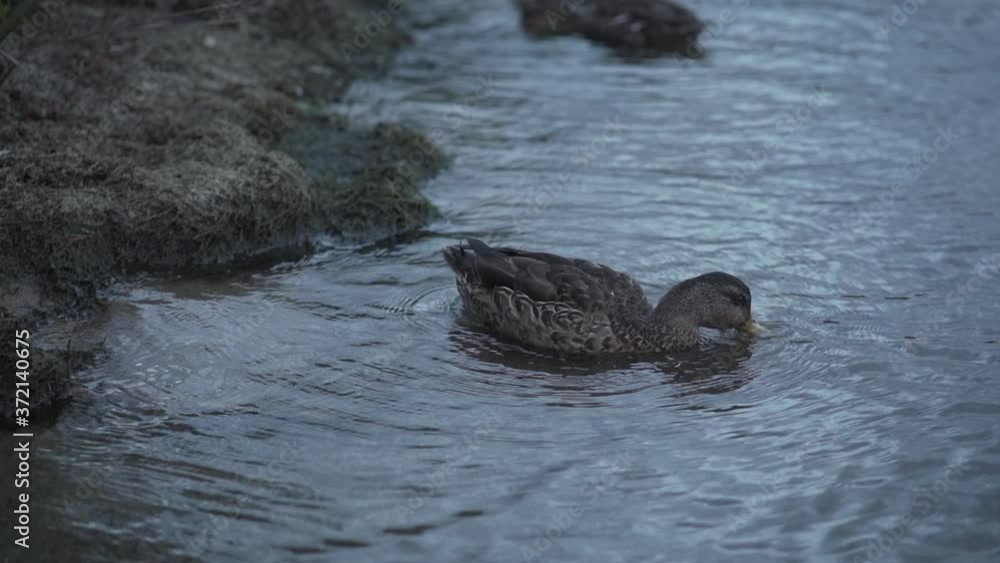 Close view of mallard swimming and dipping beak in water by shore Close view of mallard swimming and dipping beak in water by shore