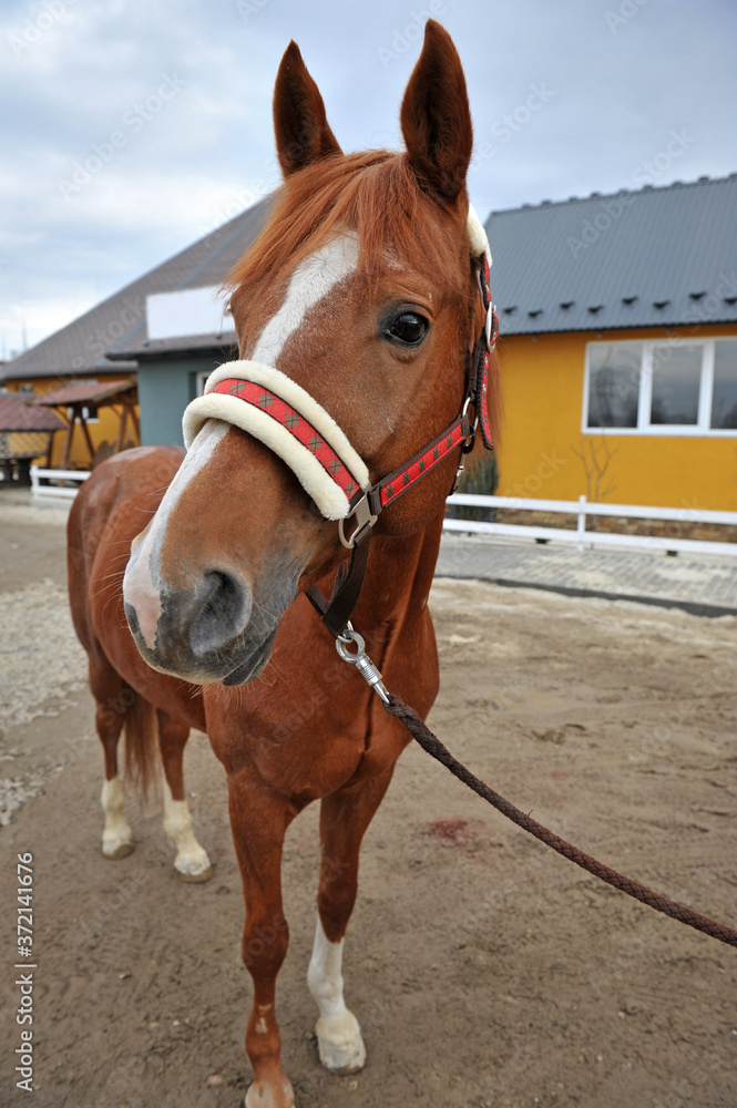 Fototapeta premium Beautiful young horse in front, brown color. Thoroughbred young horse at animal farm.