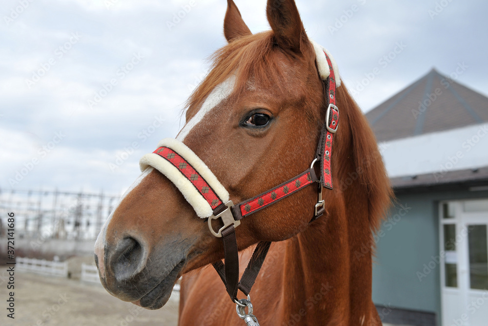 Beautiful thoroughbred brown horse.