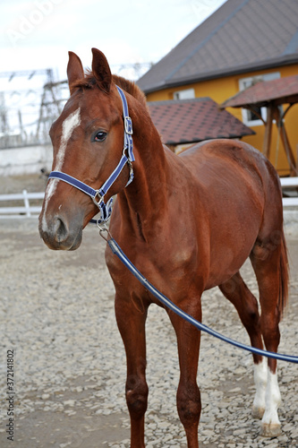 Beautiful thoroughbred brown horse. Portrait of a young sports horse in a halter.