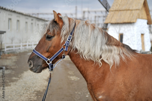 Portrait of cute horse with mane of blond color at rural farm.