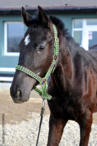 Portrait of a young stallion with an asterisk on his forehead in a halter