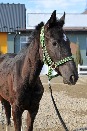 Portrait of a young stallion with an asterisk on his forehead in a halter