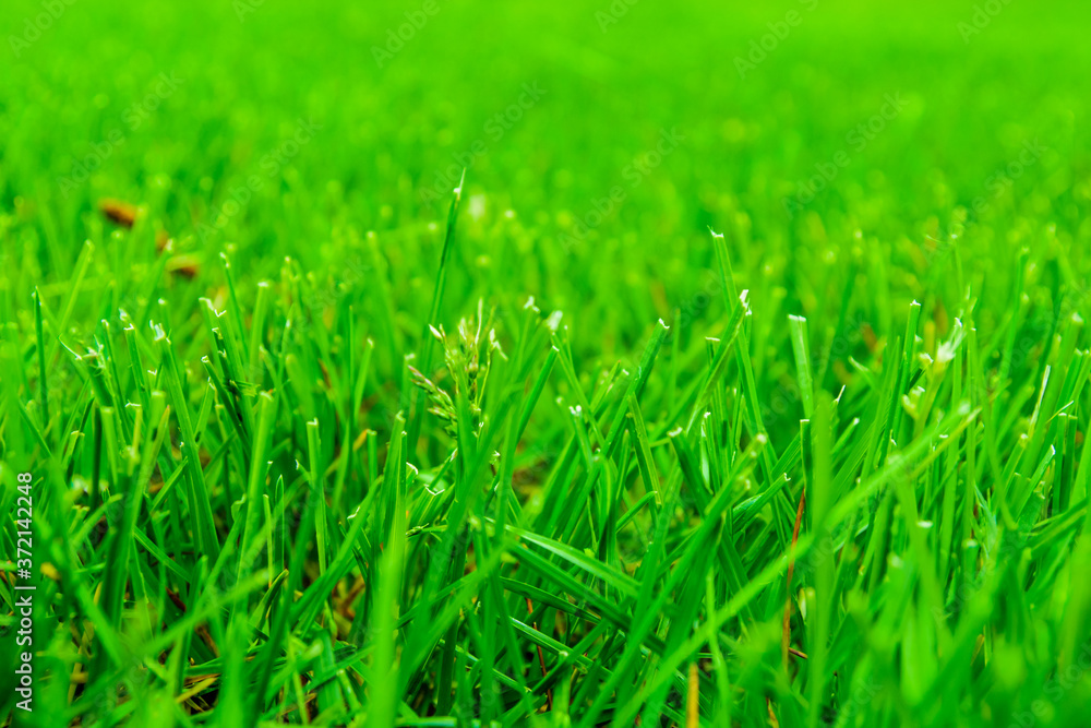 Fototapeta premium Background of the green grass. Eco concept. Selective focus