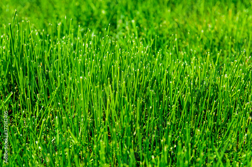 Background of the green grass. Eco concept. Selective focus
