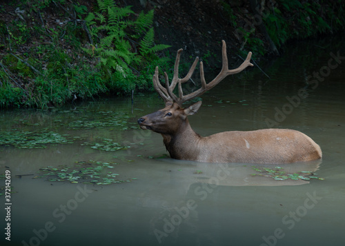 Deer in the Water, Canadian Wildlife