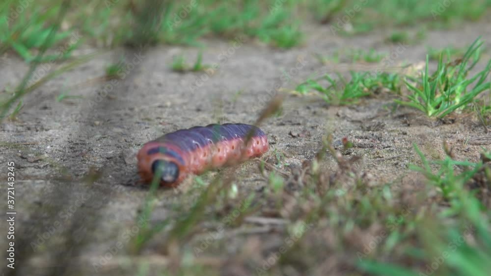 a big black-orange caterpillar crawls hastily across the ground a big black-orange caterpillar crawls hastily across the ground
