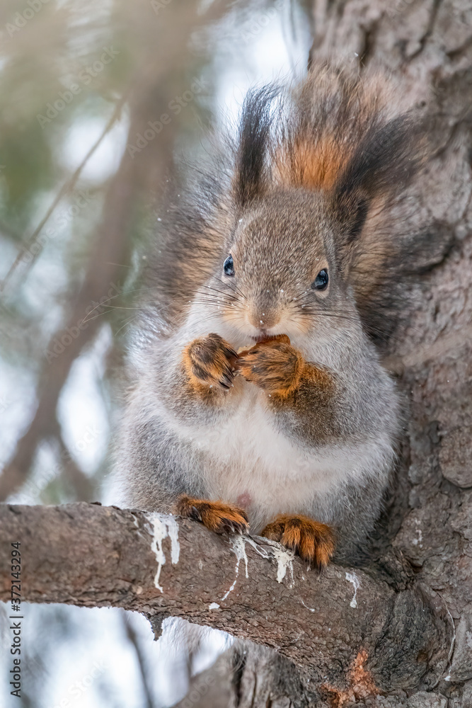 Obraz premium The squirrel with nut sits on a fir branches in the winter or autumn.