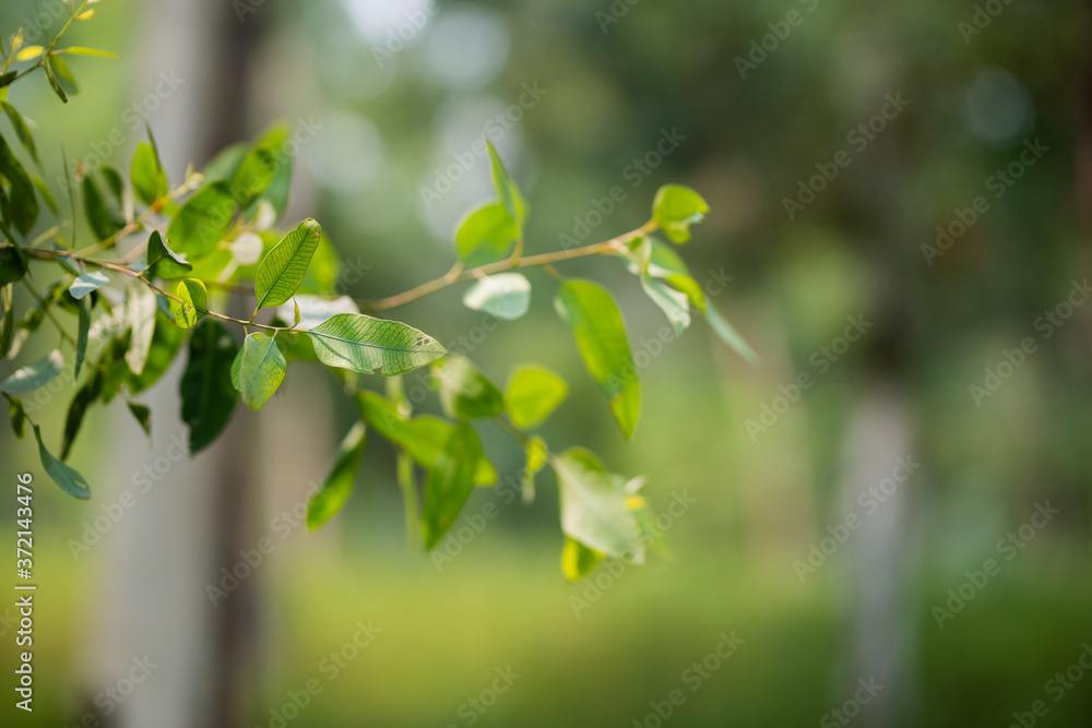 Green leaves on bokeh green background.