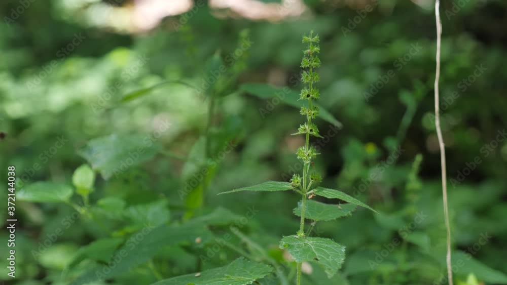 Close up to the beautiful details of a small plant growing on the floor of a thick forest, with the background out of focus Close up to the beautiful details of a small plant growing on the floor of a thick forest, with the background out of focus