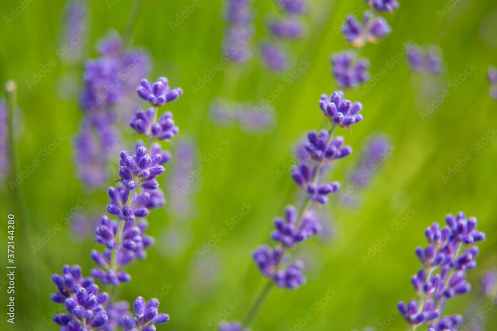 Beautiful summer garden plants Beautiful summer garden plants