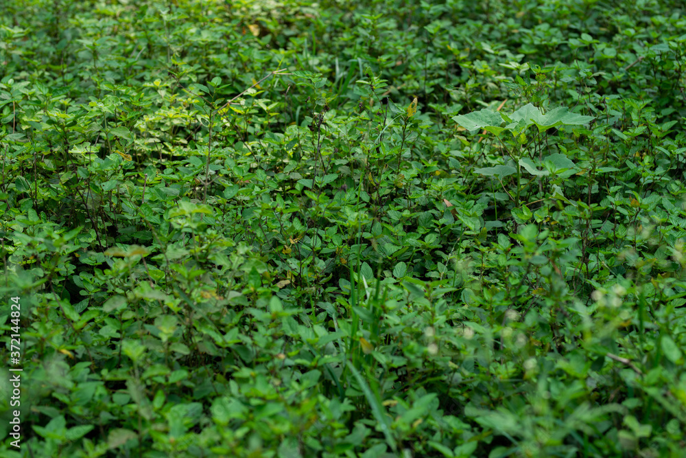 Green plants are growing in the forest. Green plants are growing in the forest.