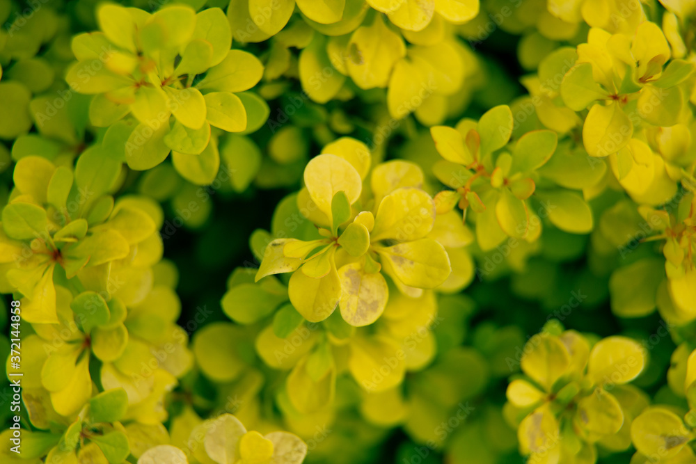Beautiful summer garden plants Beautiful summer garden plants