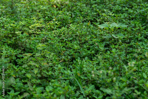 Green plants are growing in the forest.